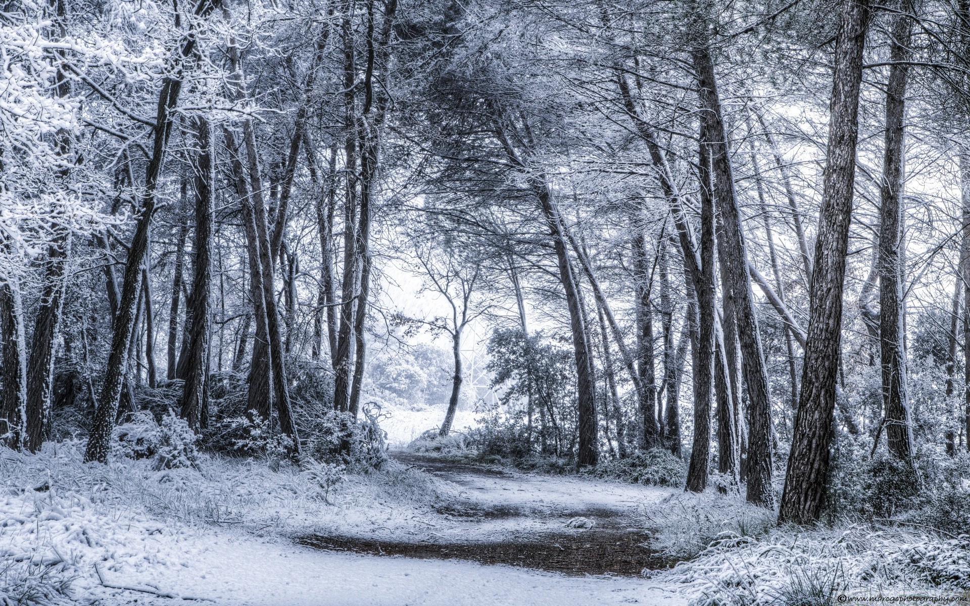 floresta madeira paisagem inverno árvore neve natureza temporada geada tempo frio gelo guia parque cênica névoa cena ramo congelado estrada paisagens