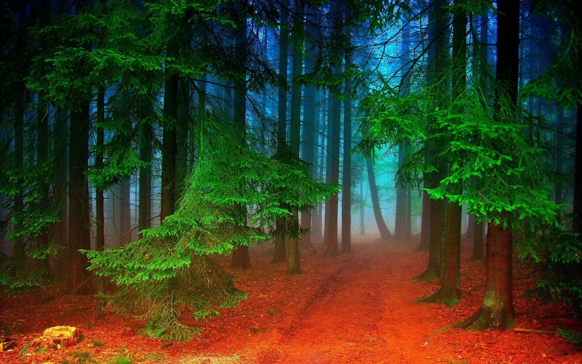 forest wood tree leaf nature landscape park dawn lush light sun fall conifer fair weather