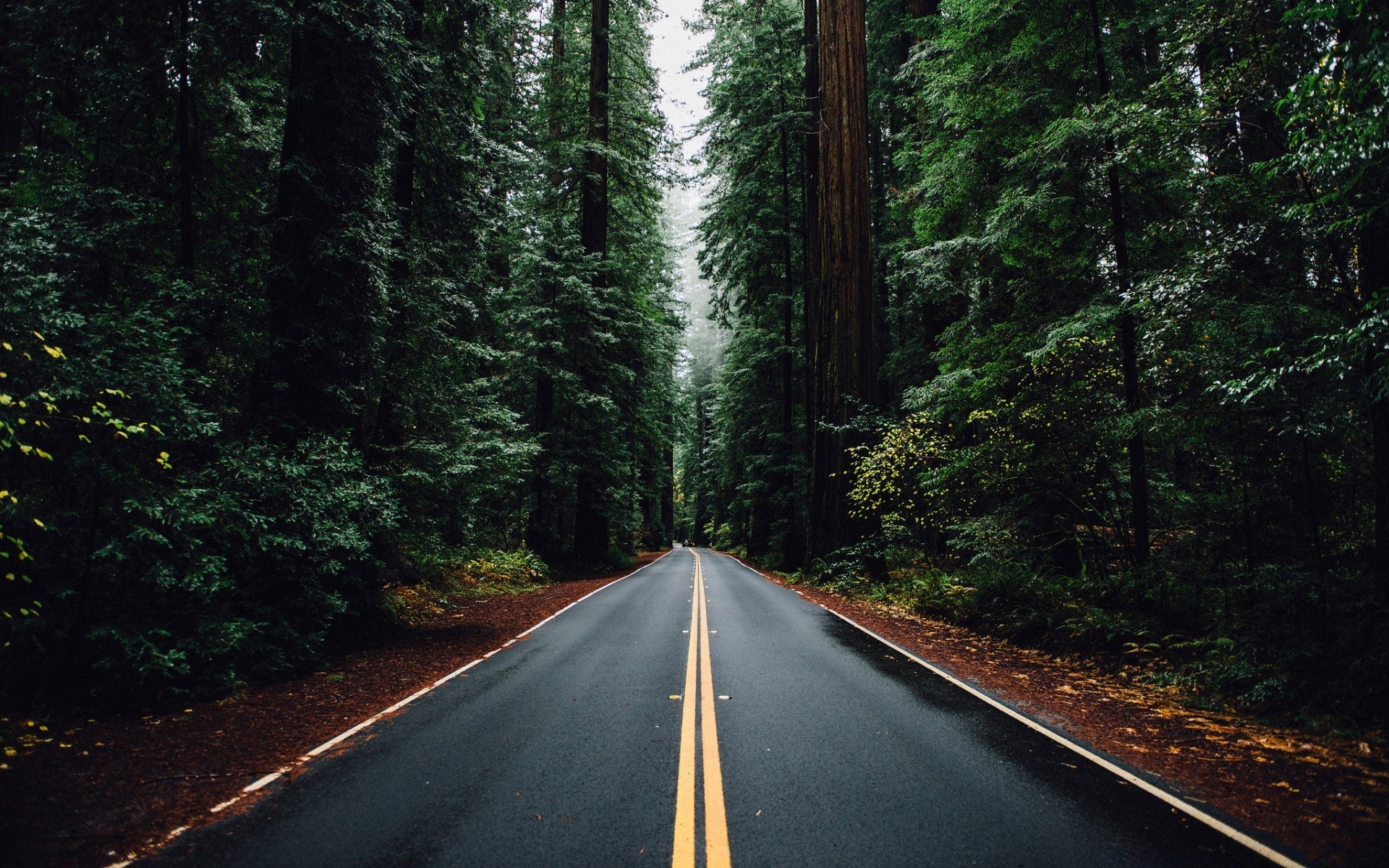 foresta strada legno guida albero autostrada viaggi paesaggio all aperto natura conifere asfalto scenic sistema di trasporto