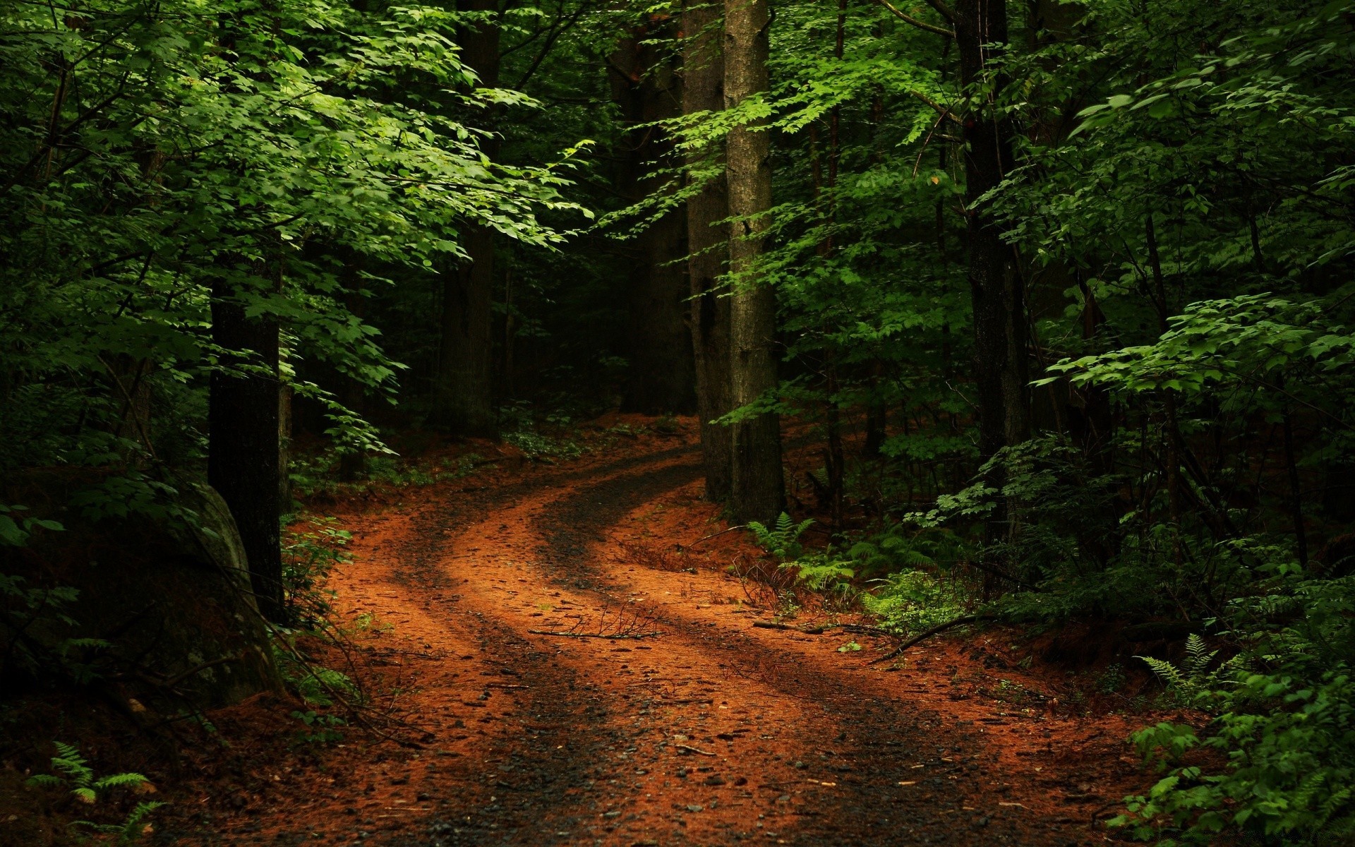 foresta legno albero paesaggio strada natura sentiero foglia all aperto parco guida alba nebbia scenic luce del giorno conifere lussureggiante viaggio nebbia trekking