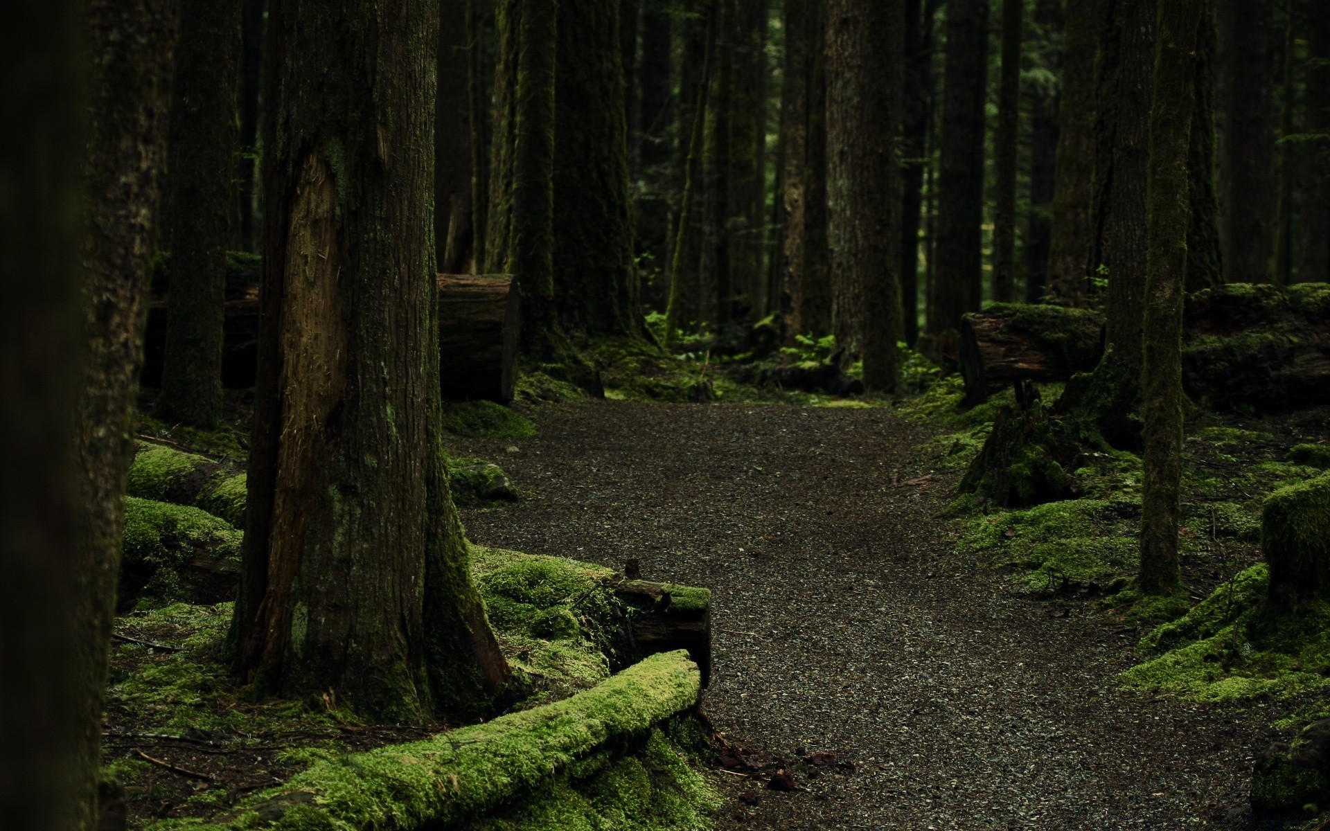 forest wood landscape tree moss park light conifer nature leaf fog scenic environment outdoors dawn cypress daylight shadow mist evergreen