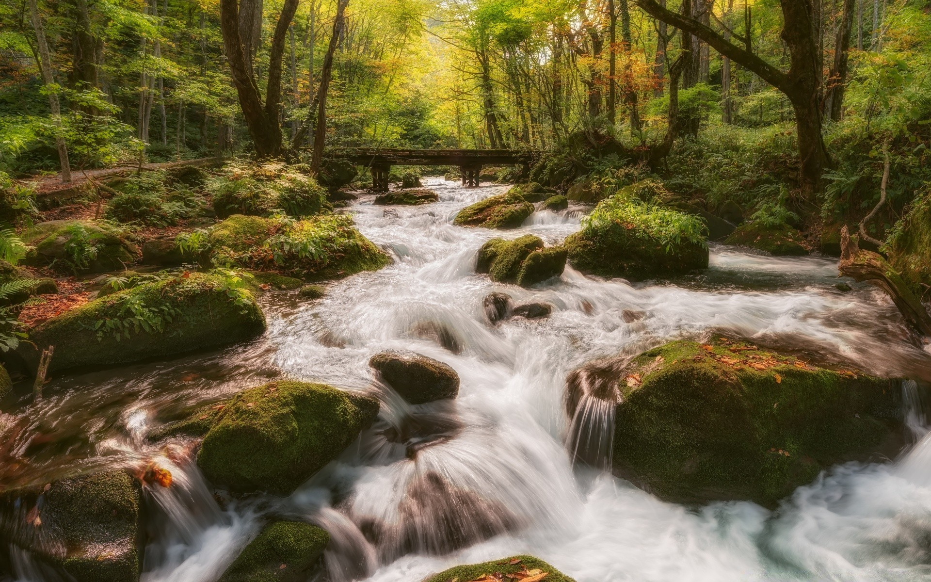 foresta acqua cascata flusso fiume natura legno roccia cascata movimento paesaggio creek muschio viaggi ambiente flusso autunno foglia splash albero