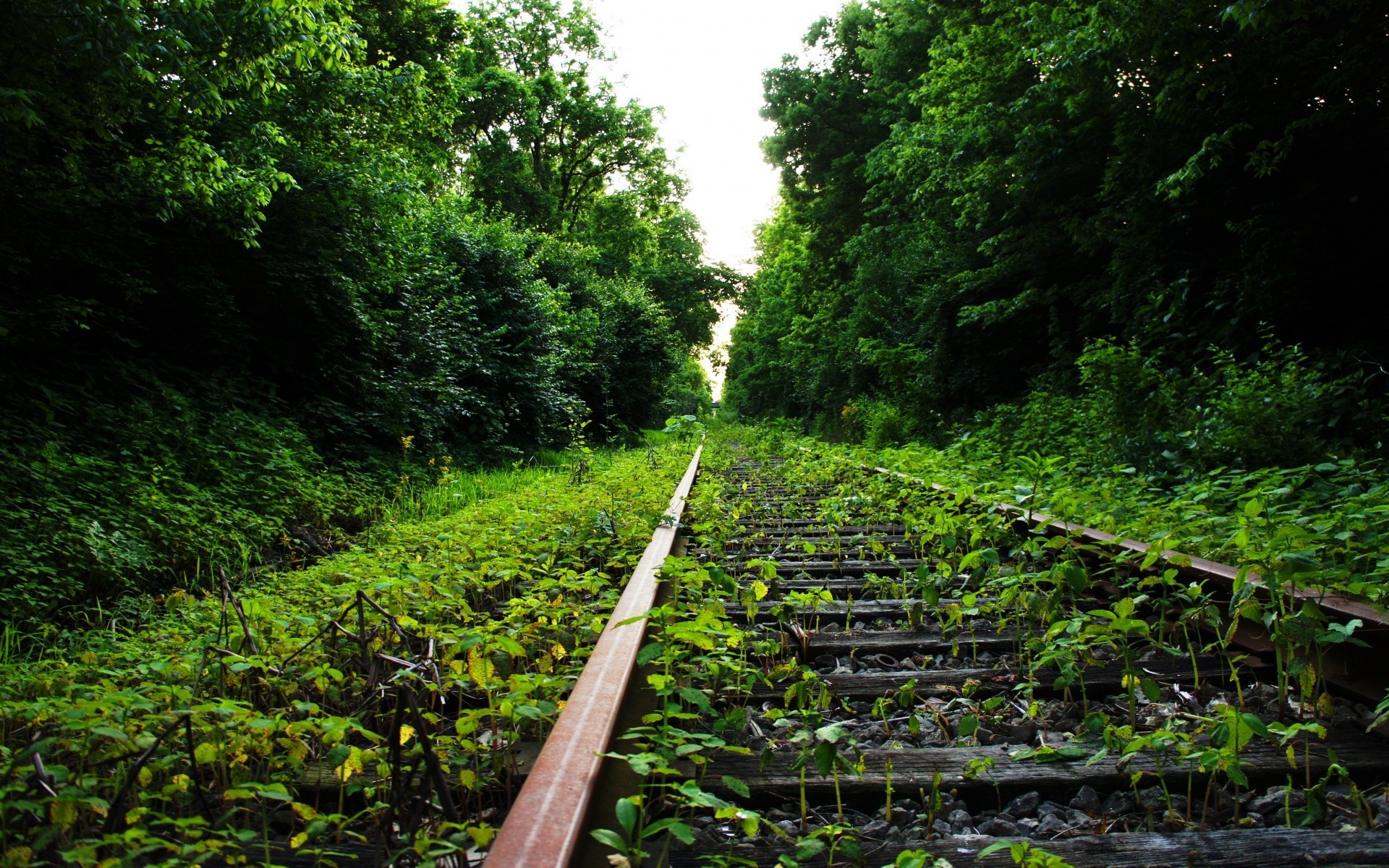 bosque madera naturaleza paisaje árbol hoja al aire libre viajes guía pista medio ambiente tren flora rural verano luz del día escénico carretera