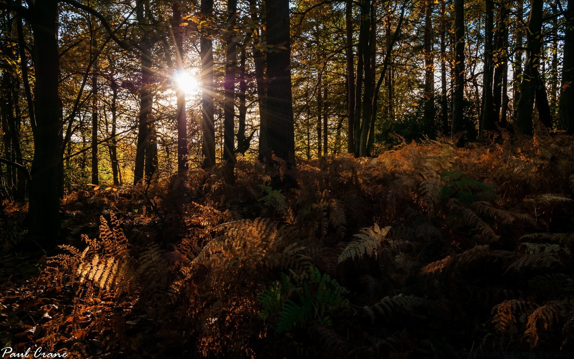 foresta legno albero autunno paesaggio natura foglia alba bel tempo all aperto sole ambiente parco luce luce del giorno