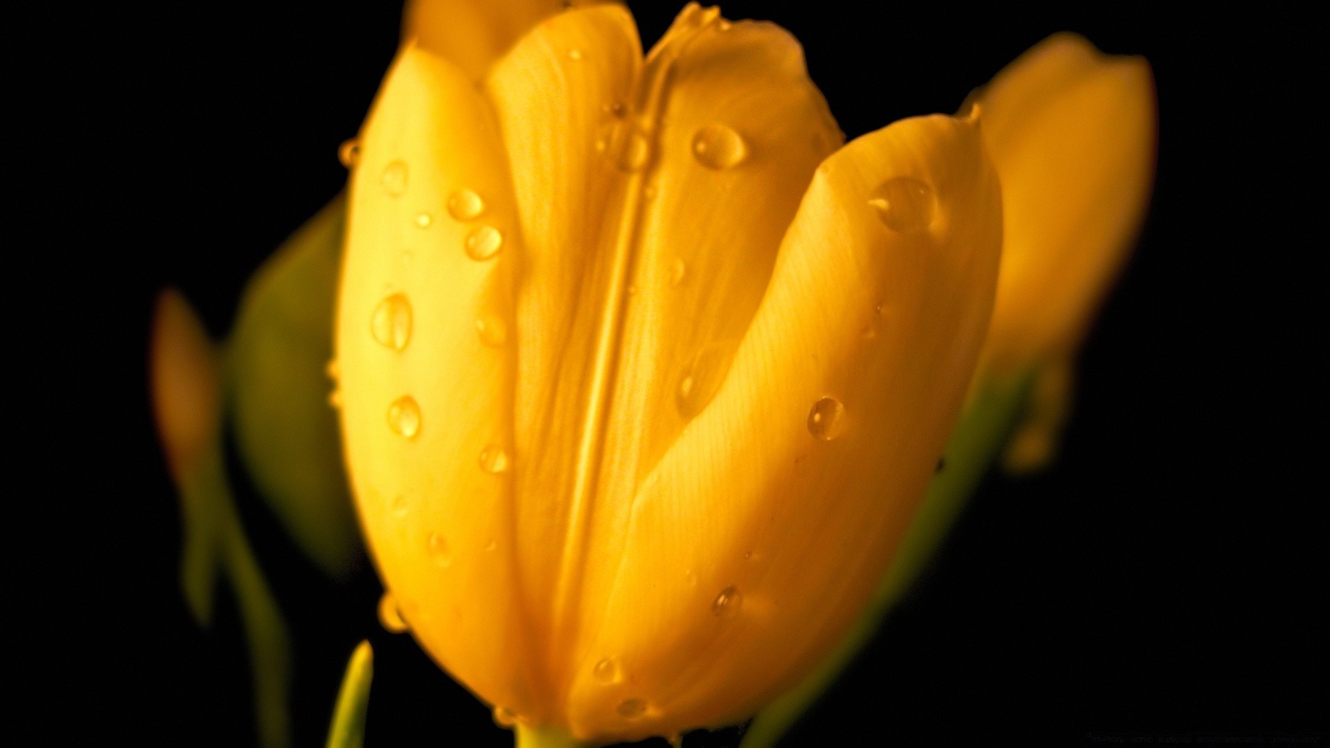 flores tulipa flor natureza borrão páscoa chuva ainda vida pétala