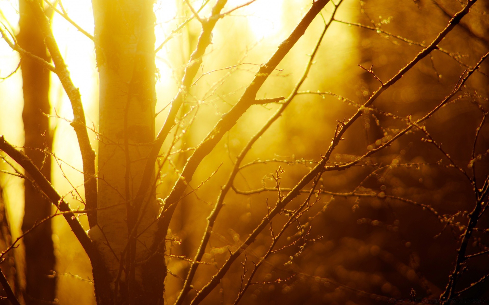 forest fall gold nature tree wood dawn winter abstract light leaf color sun desktop landscape bright sunset backlit branch