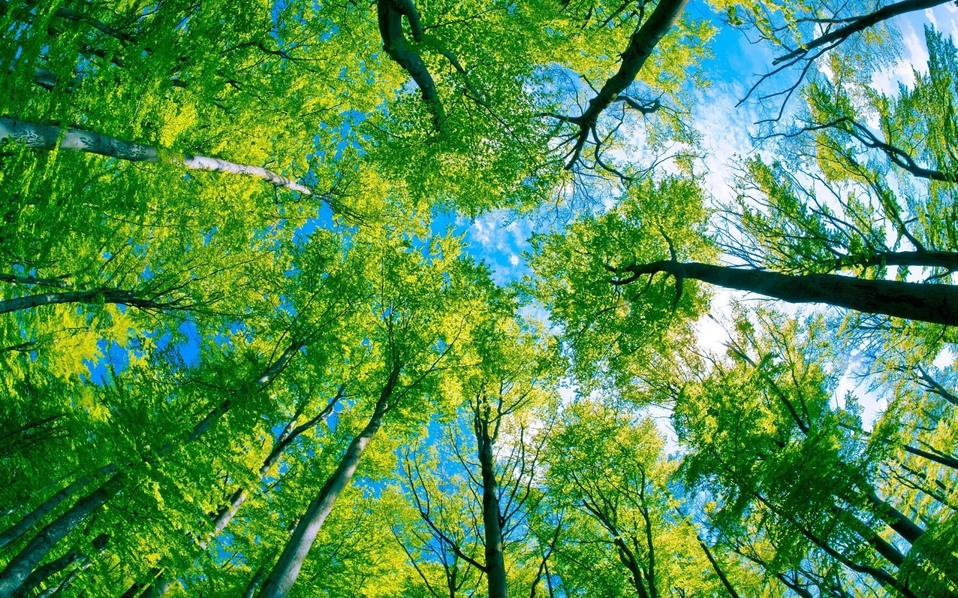 wald holz holz natur blatt zweig flora saison park landschaft medium gutes wetter hell dämmerung szene sonne wachstum üppig sommer landschaft sonnig