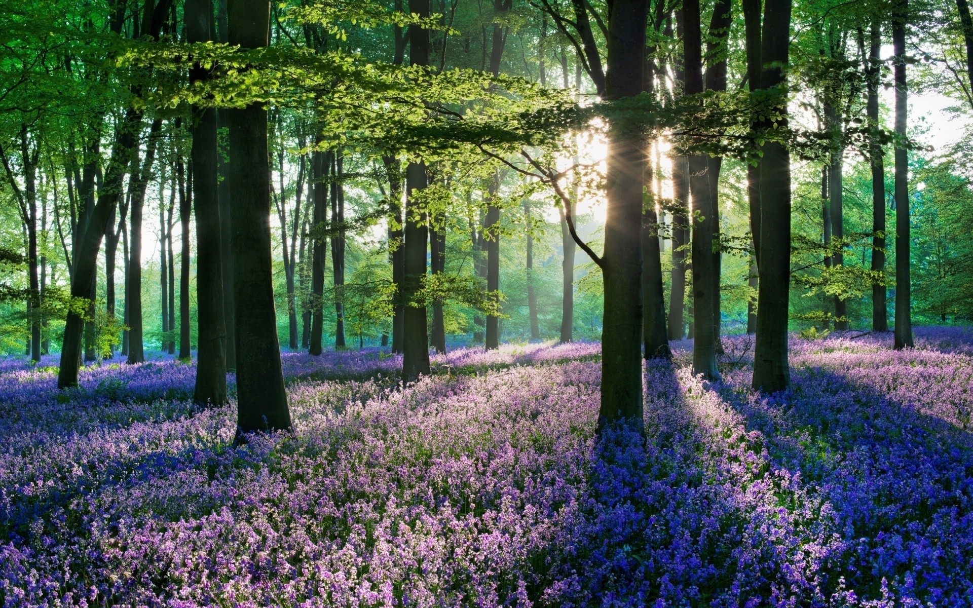 forêt fleur bois paysage nature parc arbre flore scénique jardin tapis feuille environnement saison extérieur guide paysage lumière du jour printemps couleur