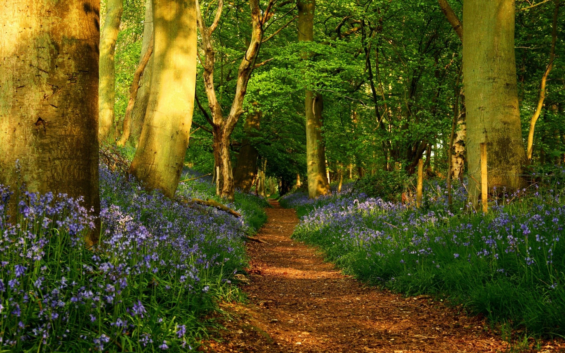 forêt bois nature fleur paysage feuille arbre à l extérieur parc flore scénique printemps herbe saison jardin idyllique croissance été beau temps campagne