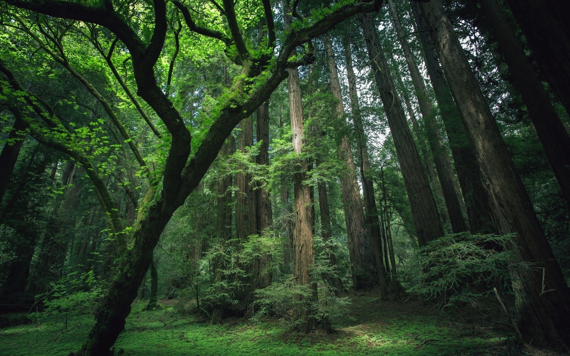 las drewno drzewo krajobraz natura park liść środowisko sceniczny światło dzienne mgła bujny przewodnik mgła dobra pogoda mech światło ślad świt bagażnik