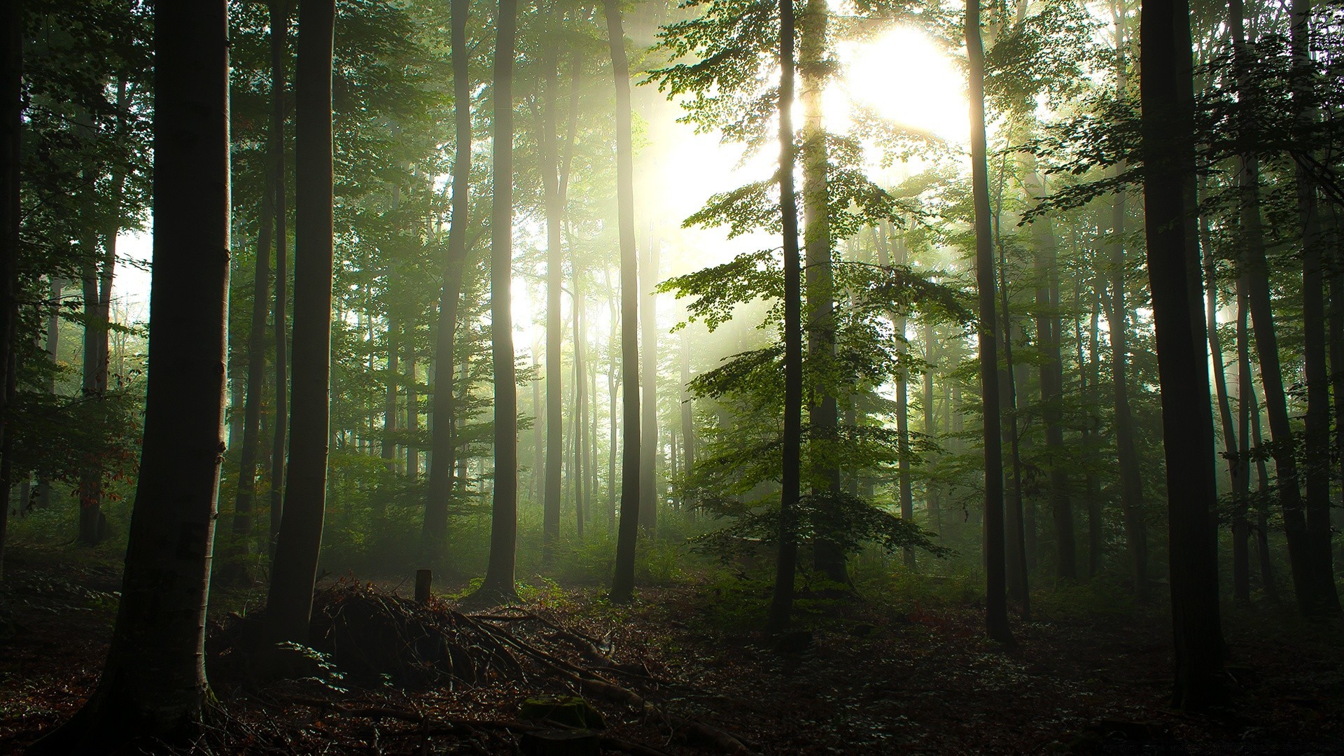 wald nebel holz nebel dämmerung landschaft sonne baum natur blatt sanbim gutes wetter licht park herbst üppig hintergrundbeleuchtung nadelbaum