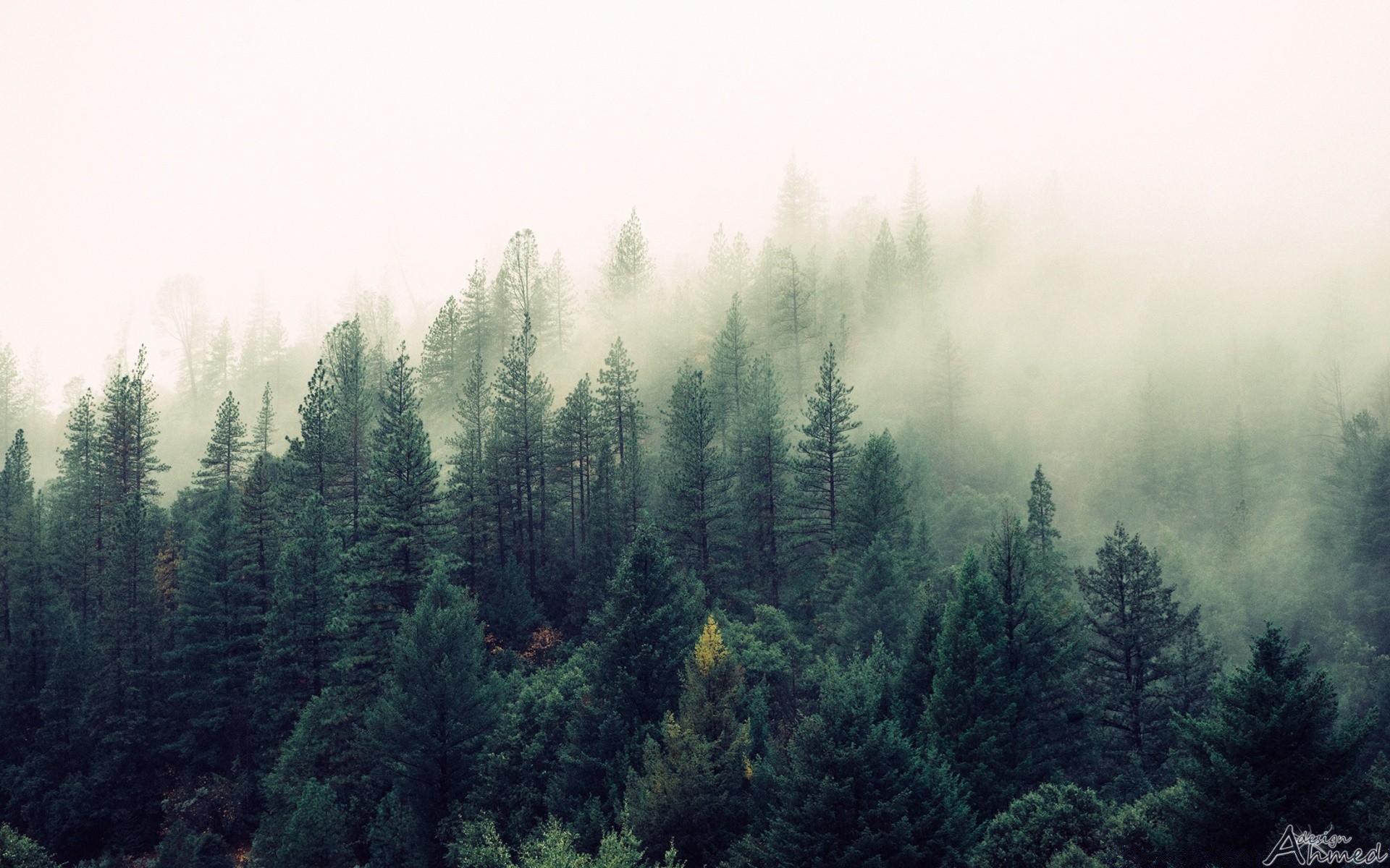 forest nature fog wood tree landscape mist outdoors conifer evergreen dawn summer