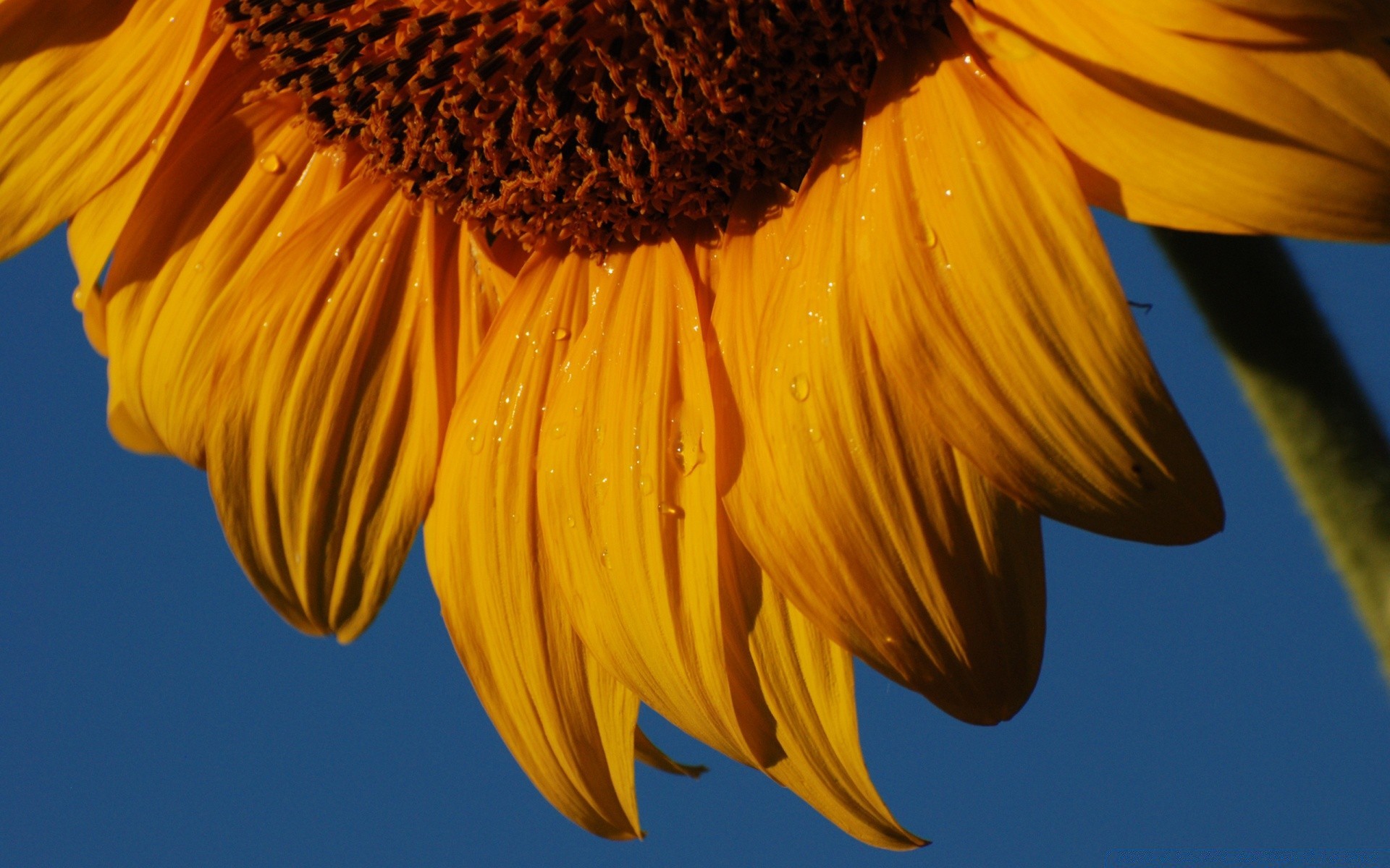 flowers nature flower sunflower flora outdoors bright color