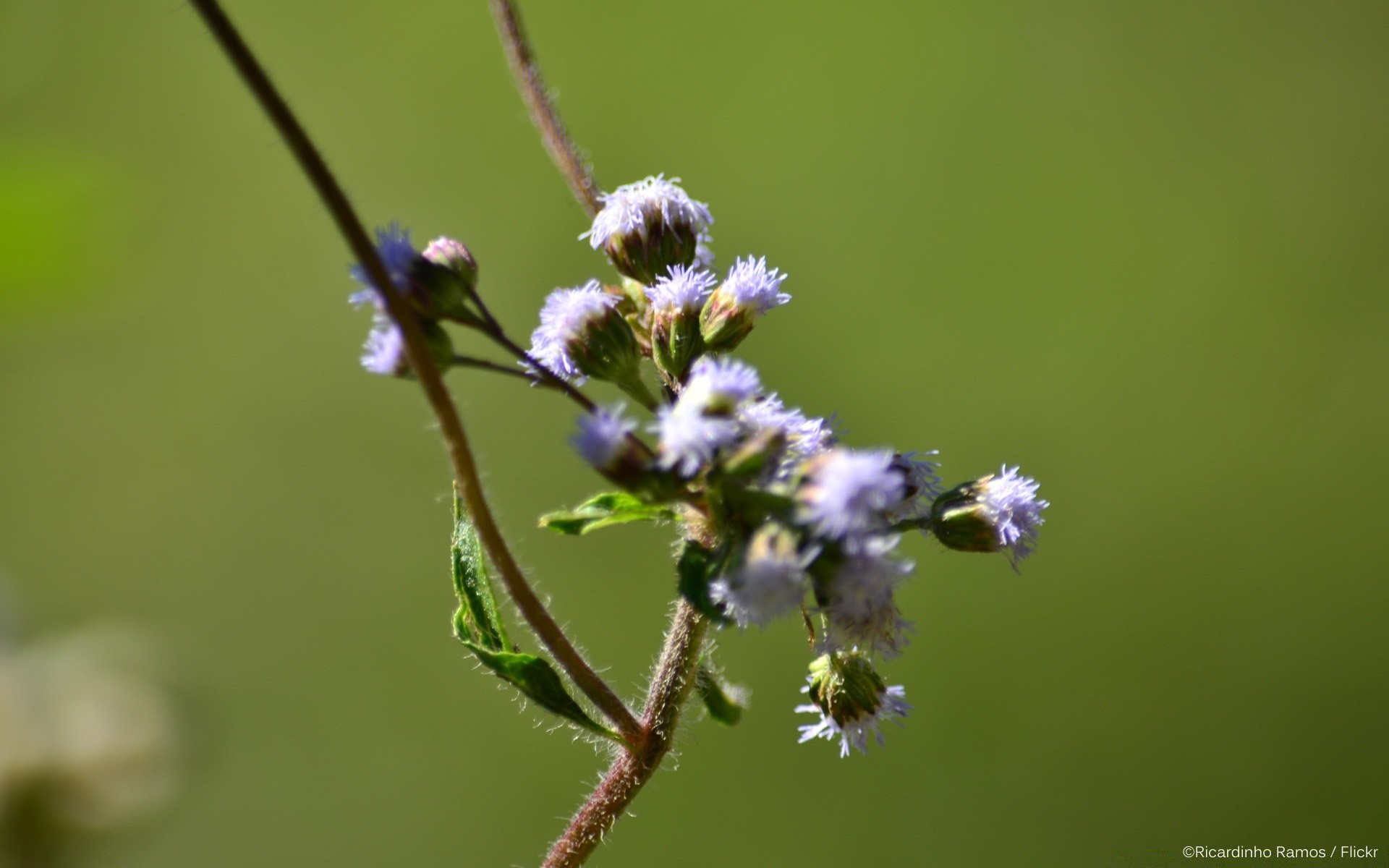 blumen natur blatt flora blume sommer wild im freien gras insekt garten hell schließen heuhaufen