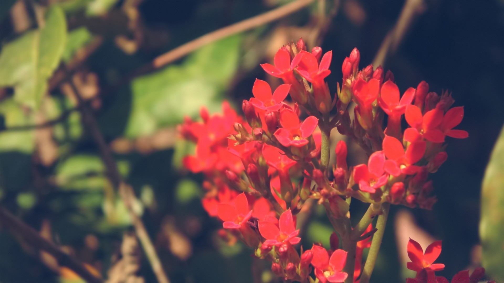 kwiaty natura kwiat flora ogród liść lato wzrost na zewnątrz bluming kolor płatek sezon kwiatowy jasny dobra pogoda