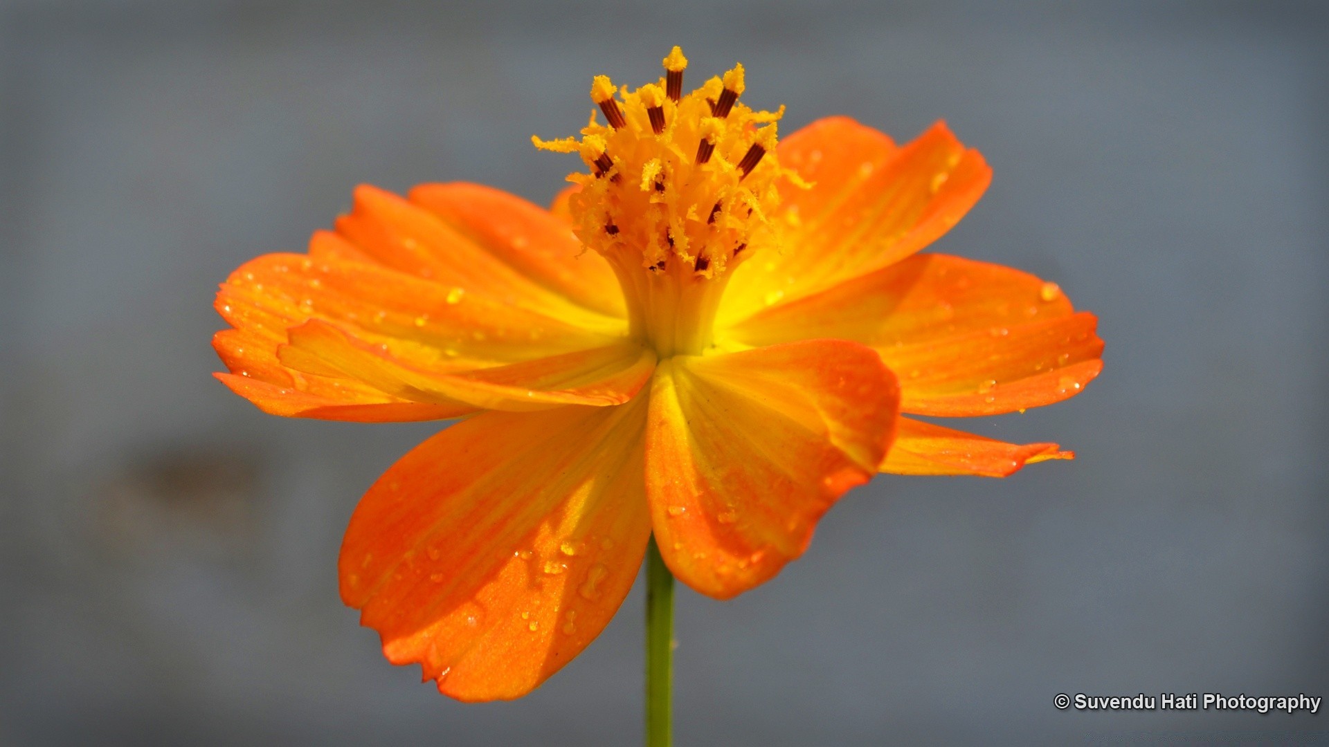 flores natureza flor folha verão flora ao ar livre crescimento brilhante