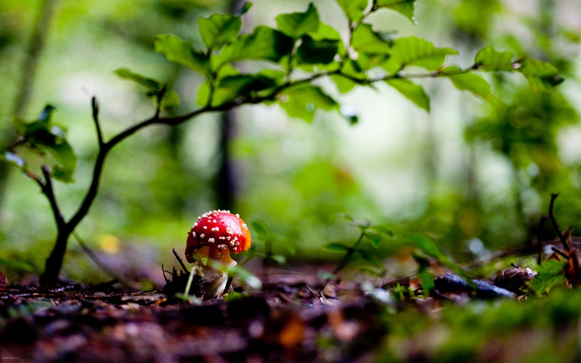 floresta folha natureza crescimento flora verão fungo ao ar livre árvore fungo madeira outono comida grama bom tempo ambiente