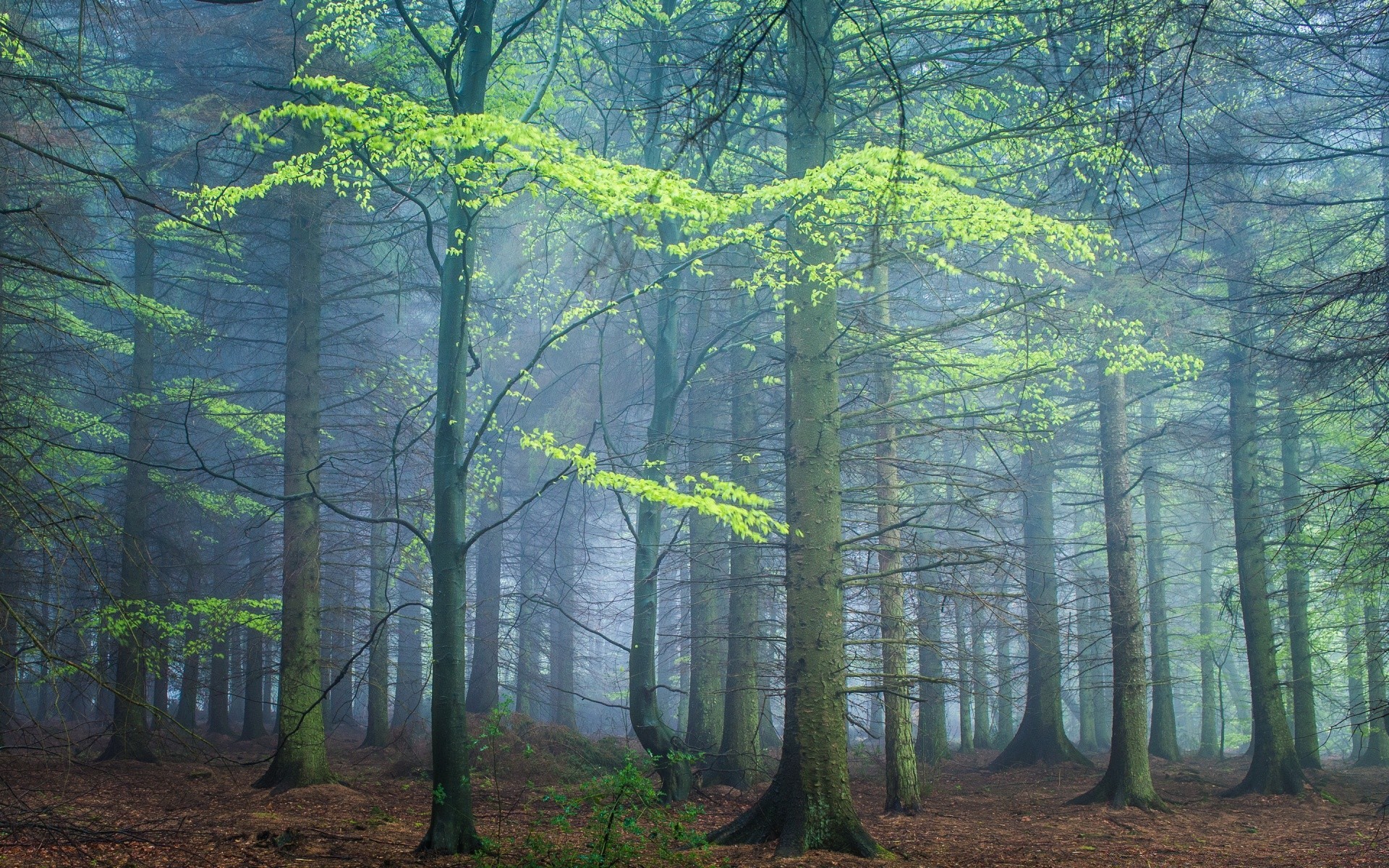 forest wood tree landscape leaf nature fall park dawn fog scenic mist environment daylight fair weather outdoors branch sun light beech