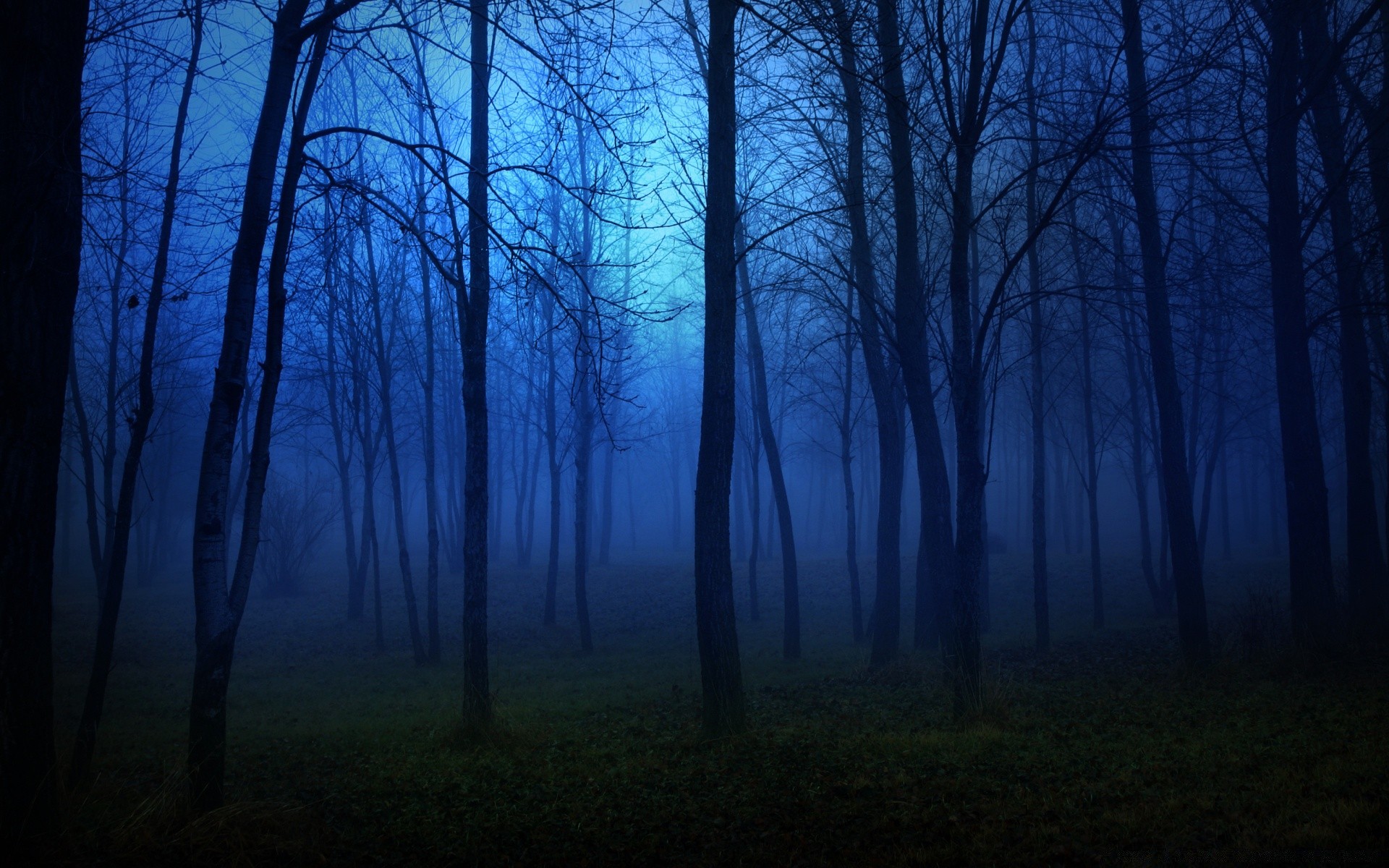 forêt brouillard arbre paysage aube brouillard bois rétro-éclairé nature automne météo ombre parc soleil silhouette lumière