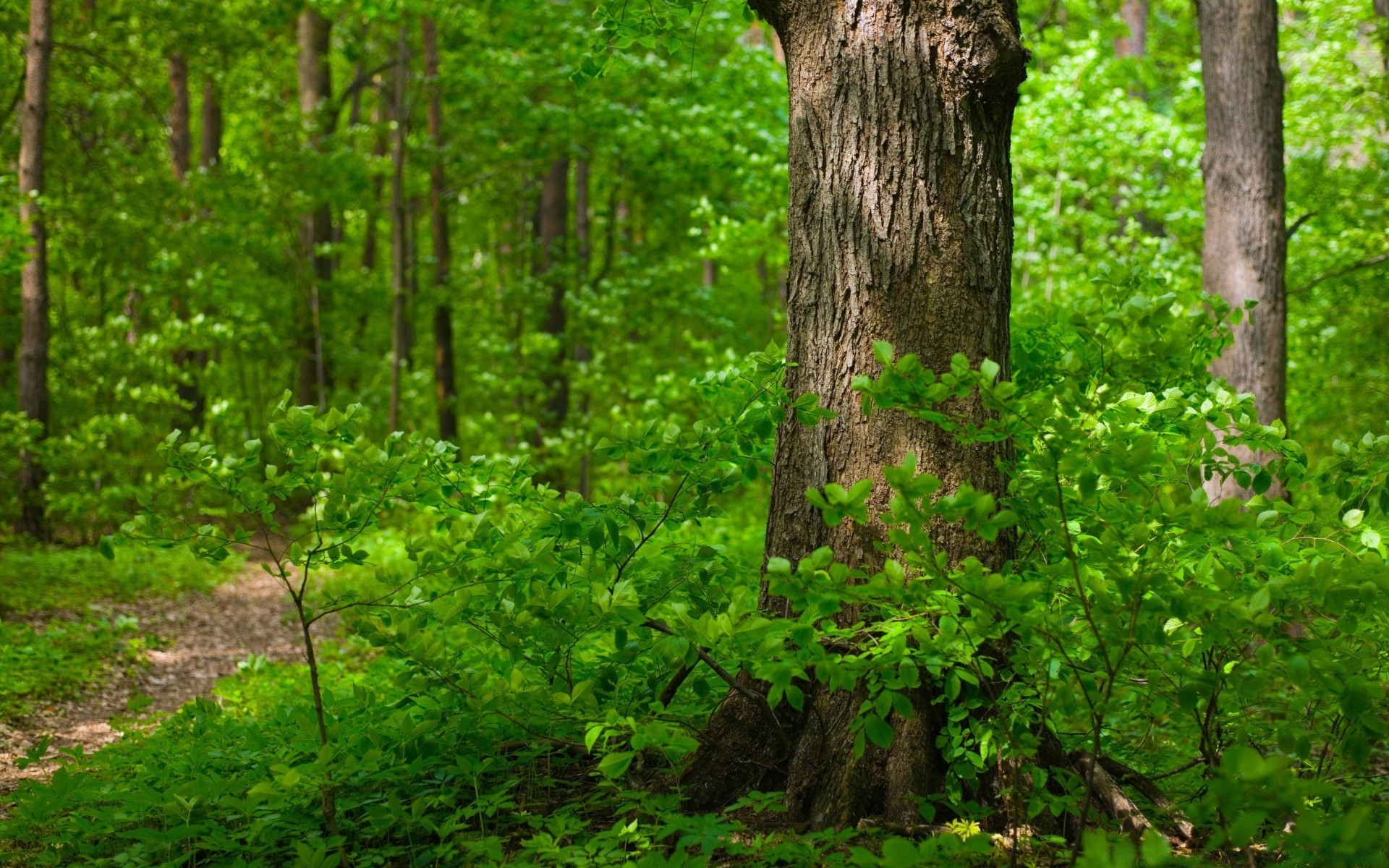 forest wood nature leaf tree growth landscape outdoors environment flora lush summer park fair weather trunk dawn