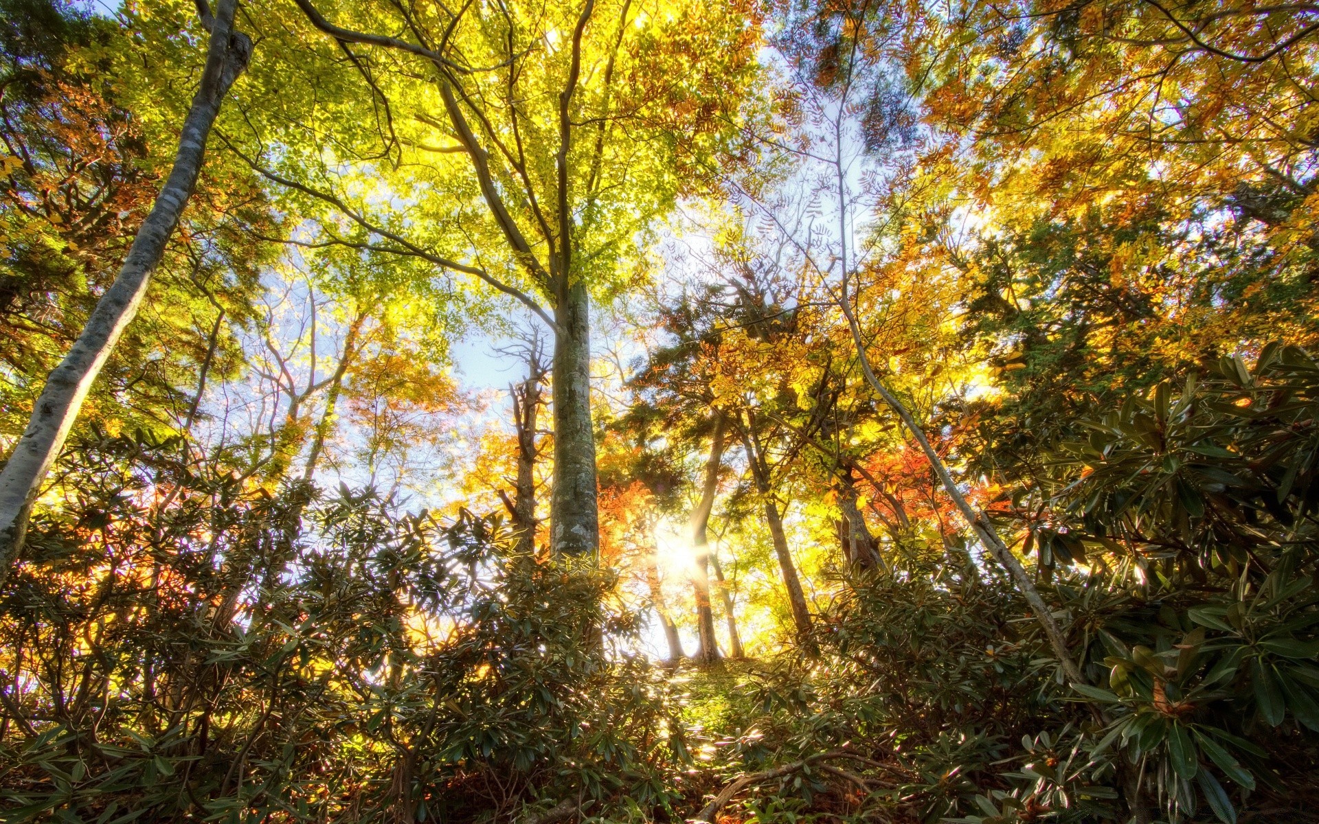 bosque hoja árbol madera otoño parque naturaleza paisaje temporada buen tiempo medio ambiente rama exuberante escénico flora al aire libre sol arce escena paisaje