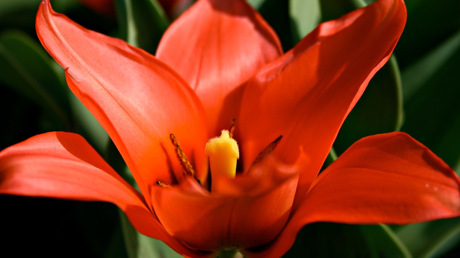 fleurs fleur nature flore tulipe feuille jardin couleur été croissance pétale floral lumineux lily bluming à l extérieur saison bouquet