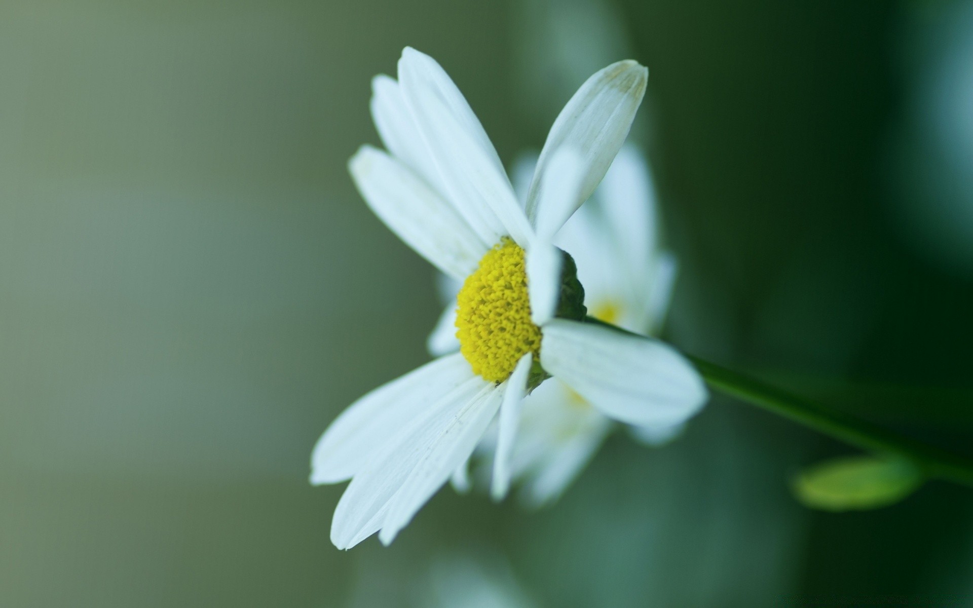 flowers nature flower flora leaf summer blur garden outdoors chamomile bright grass