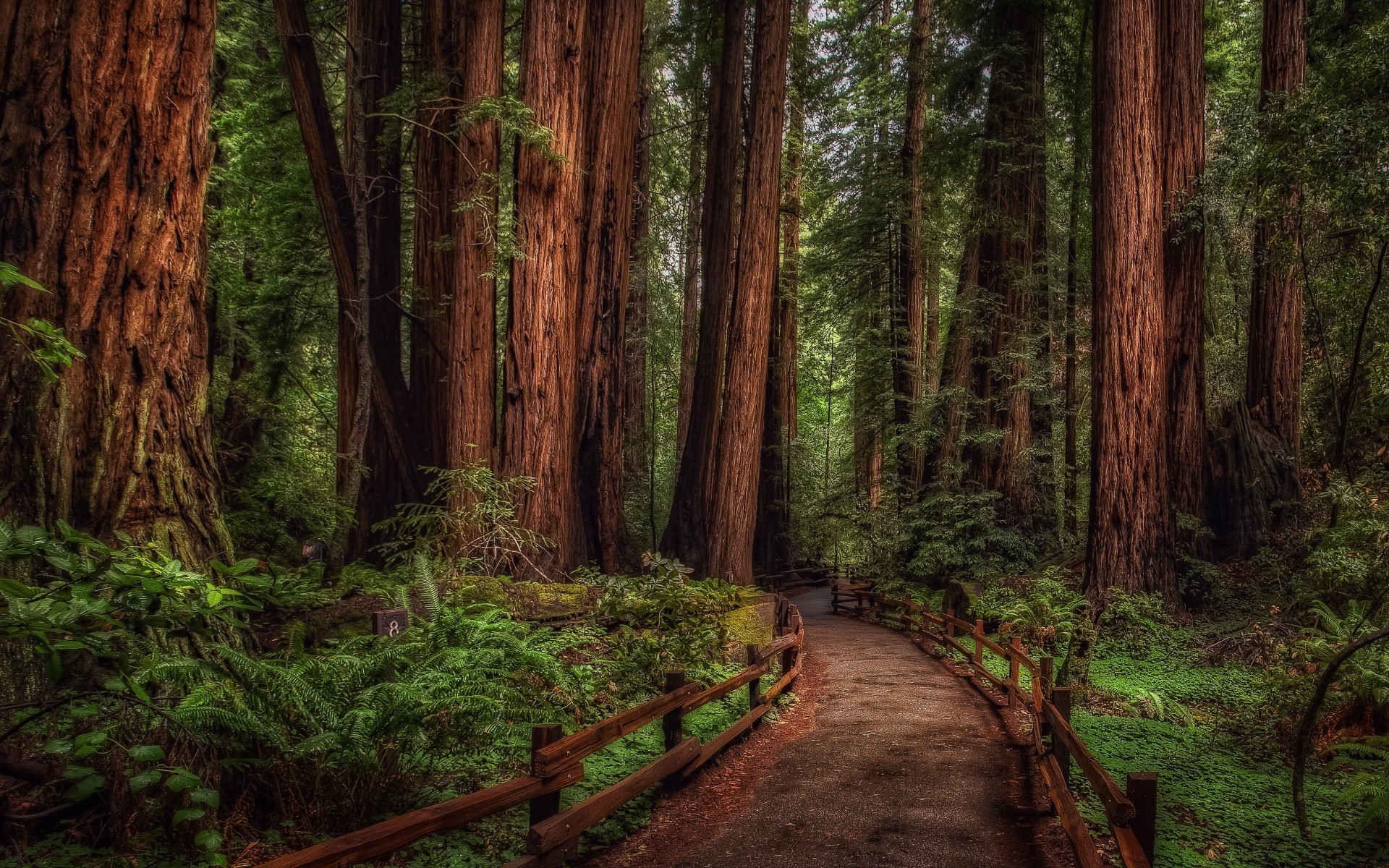 bosque madera árbol coníferas paisaje naturaleza secuoya redwood sendero evergreen ciprés parque hoja al aire libre senderismo luz del día escénico guía medio ambiente selva tropical