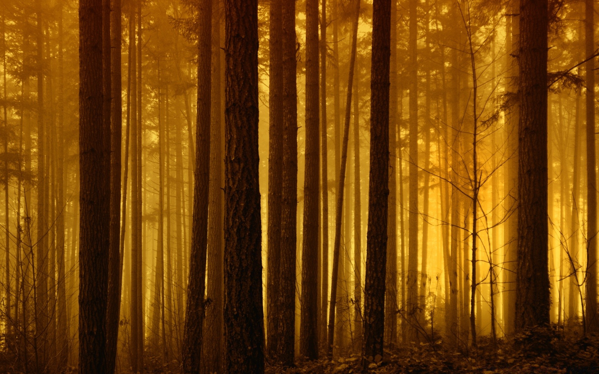 bosque madera oscuro otoño escritorio luz viejo