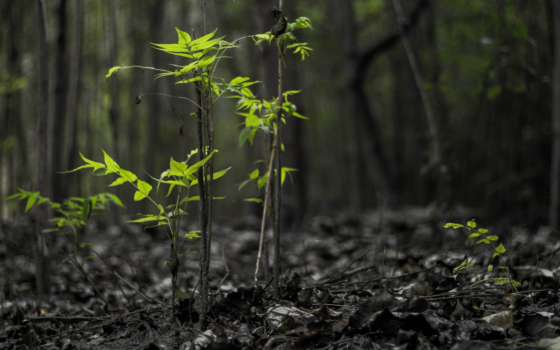 foresta foglia di legno natura albero crescita flora ambiente all aperto