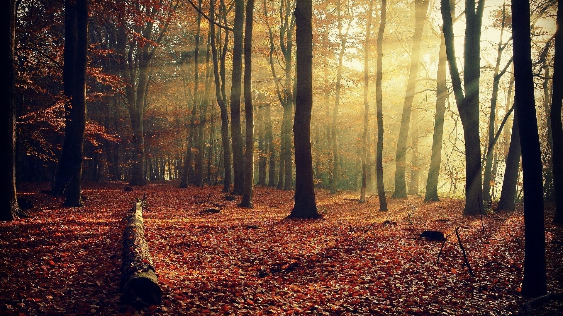 forêt automne bois arbre aube feuille paysage brouillard brouillard parc nature rétro-éclairé beau temps saison branche lumière scénique environnement extérieur hêtre