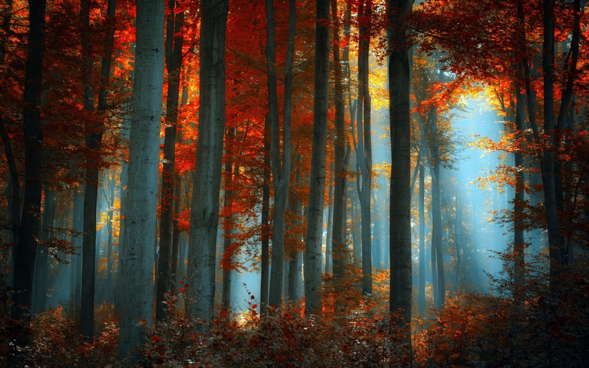 wald herbst nebel blatt nebel holz baum morgendämmerung