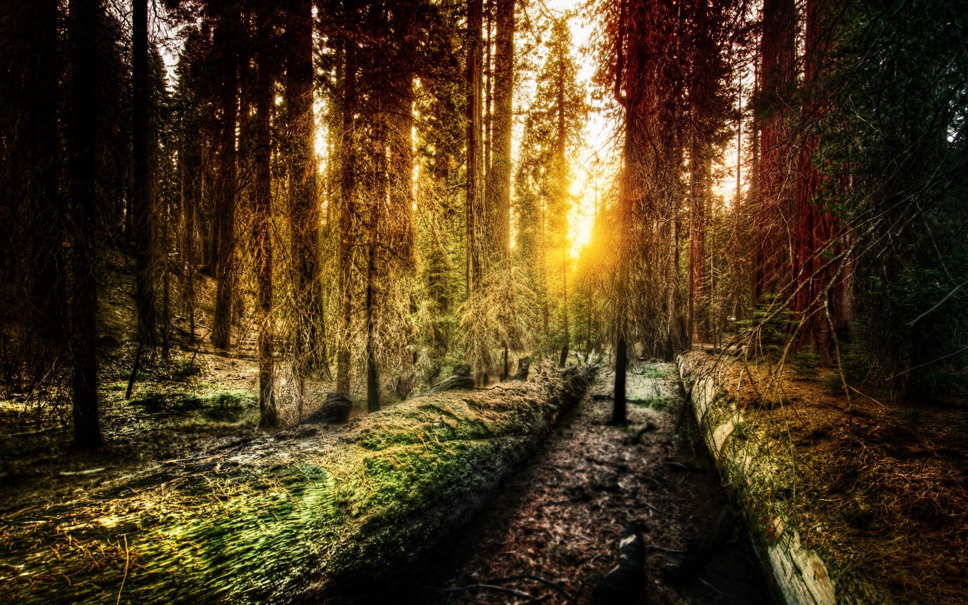 foresta legno natura albero parco paesaggio guida autunno foglia alba luce bel tempo all aperto nebbia sole sentiero strada sentiero nebbia ambiente