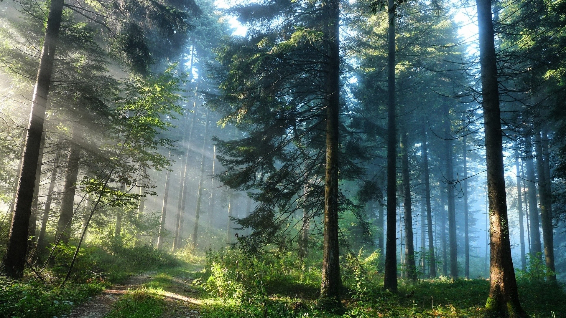 forest wood mist tree nature fog landscape dawn sun fair weather park leaf sunbeam environment fall lush outdoors pine light flora season