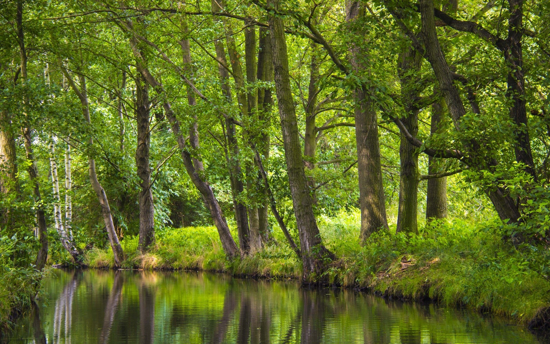 bosque naturaleza madera paisaje agua árbol hoja medio ambiente río reflexión verano parque flora lago buen tiempo paisaje temporada exuberante al aire libre escénico