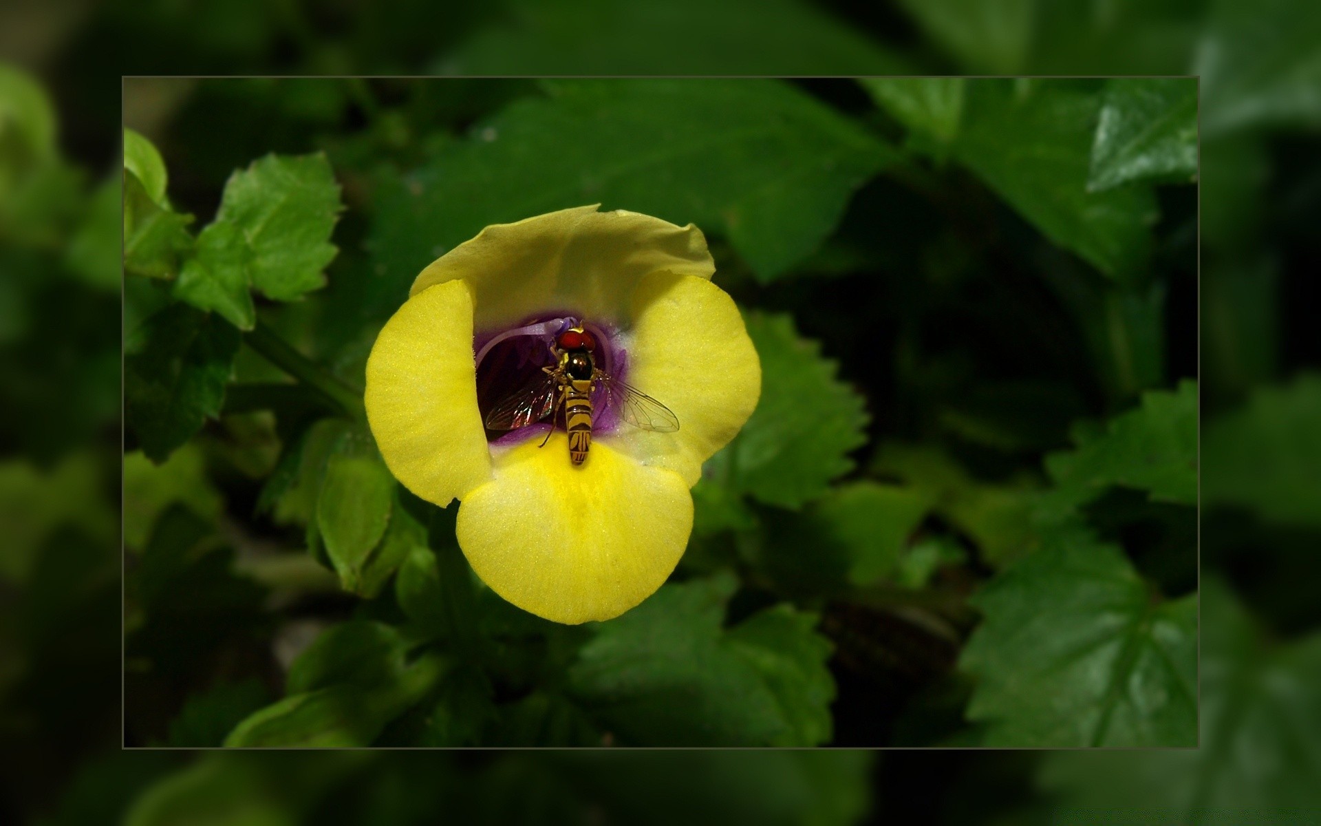 blumen flora natur blatt garten farbe blume schließen hell sommer