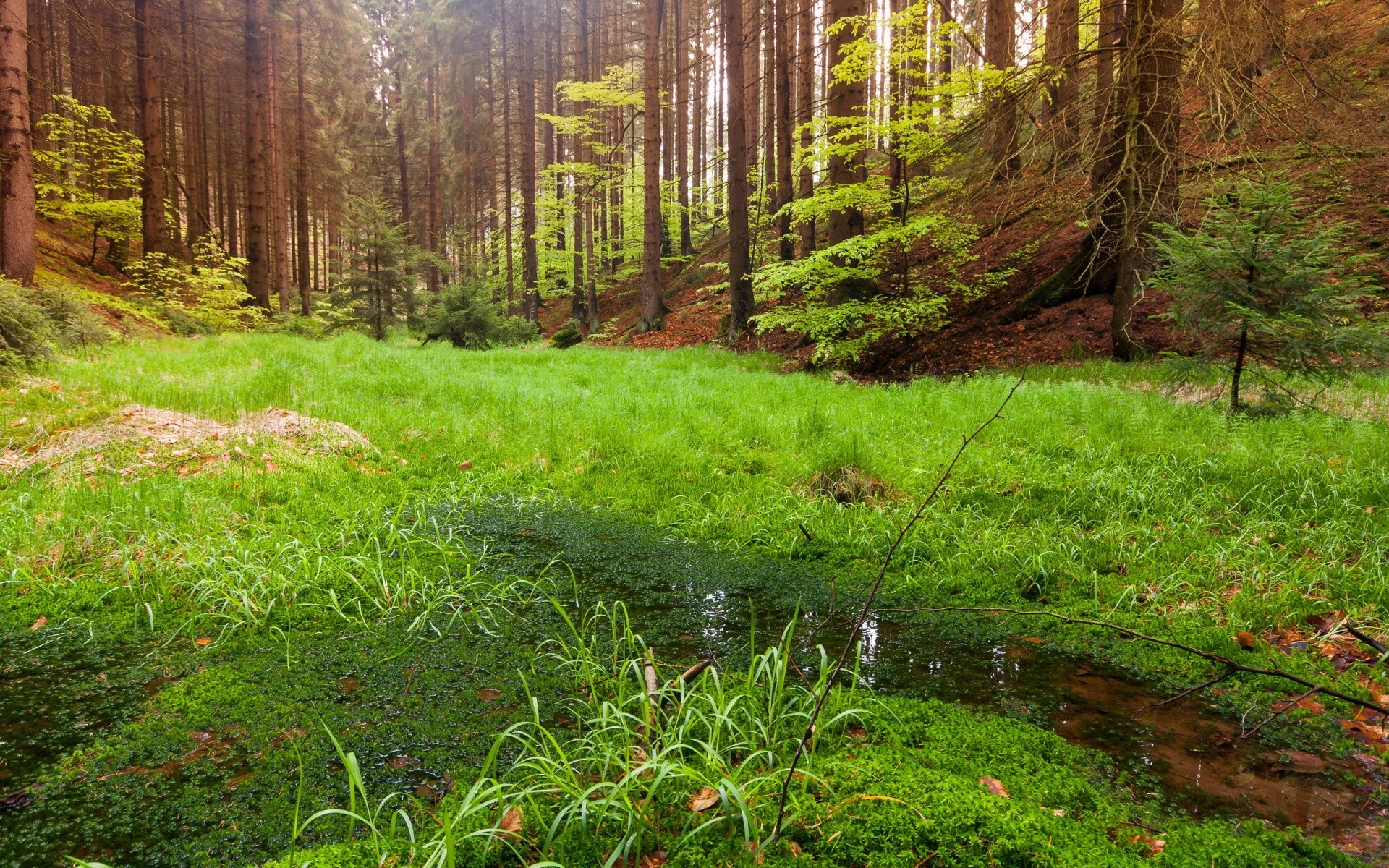 forest wood nature landscape tree leaf park environment outdoors fall scenic grass dawn season flora guidance scenery summer lush fair weather