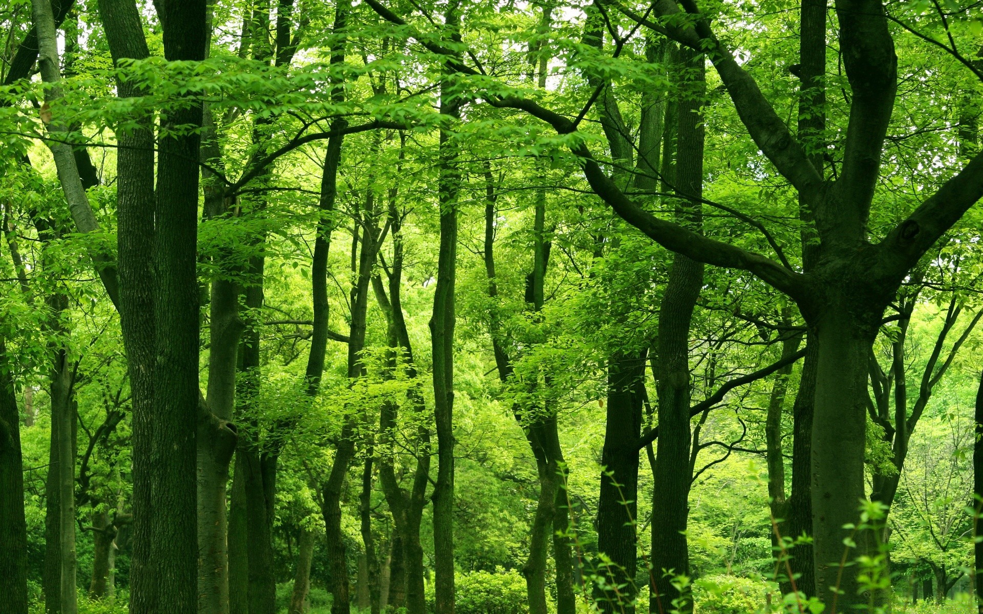 las drewno drzewo natura krajobraz liść środowisko park bujny bagażnik świt malowniczy krajobrazy wzrost dobra pogoda sezon flora przewodnik słońce oddział mgła