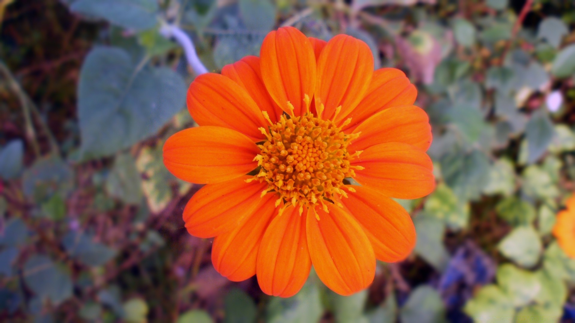 fleurs fleur flore nature jardin bluming feuille été pétale croissance couleur à l extérieur floral lumineux saison gros plan botanique