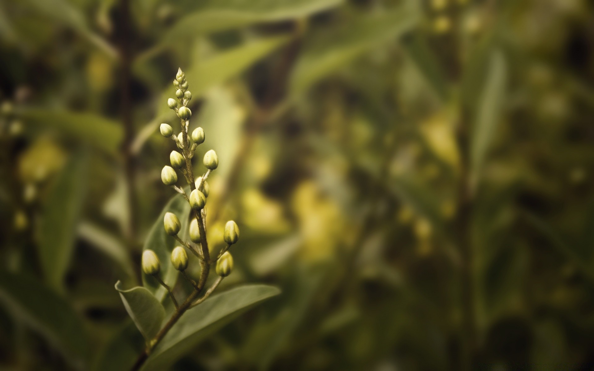 blumen blatt flora natur blume garten wachstum desktop im freien sommer farbe schließen essen baum blumen saison gras