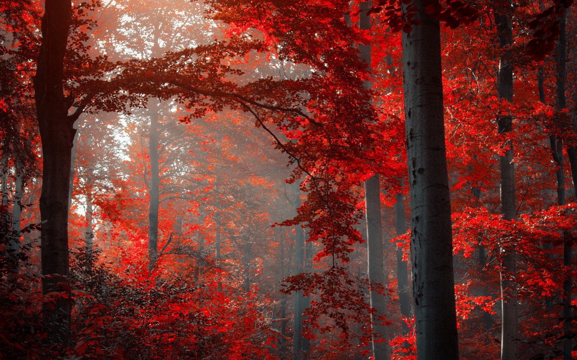 forêt automne feuille bois bureau bois couleur saison lumineux