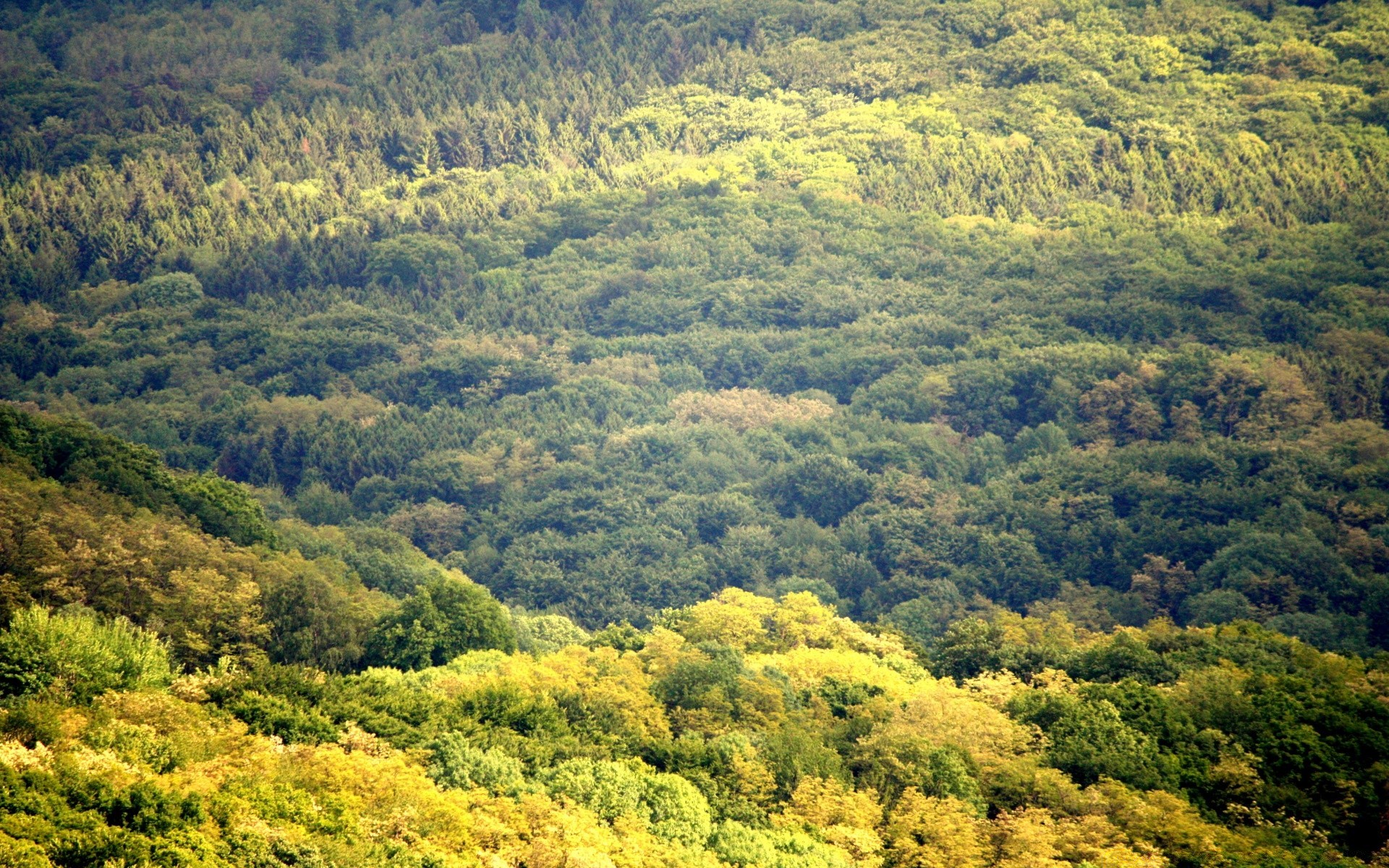 wald landschaft natur holz holz im freien reisen blatt berg landschaftlich landschaftlich sommer hügel aufstieg landschaft herbst szene tageslicht üppig spektakel