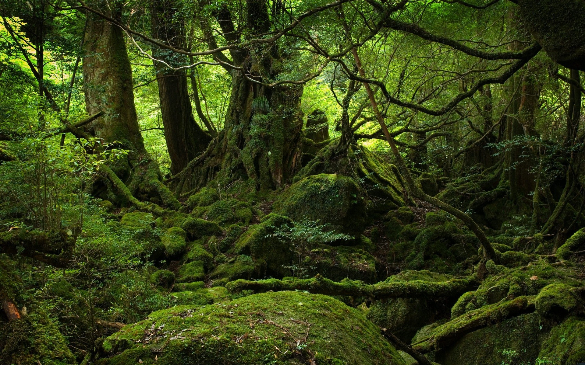 las drewno mech drzewo krajobraz natura liść środowisko park fern las deszczowy mech bujny odkryty flora jesień sceniczny wzrost światła dziki