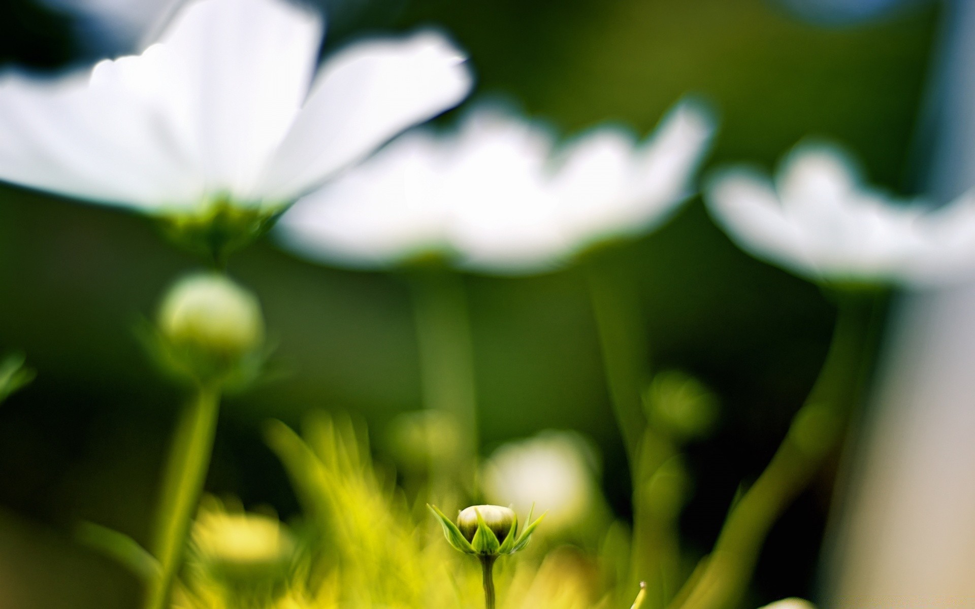 flores natureza flor folha flora verão jardim crescimento brilhante bom tempo sol grama dof cor