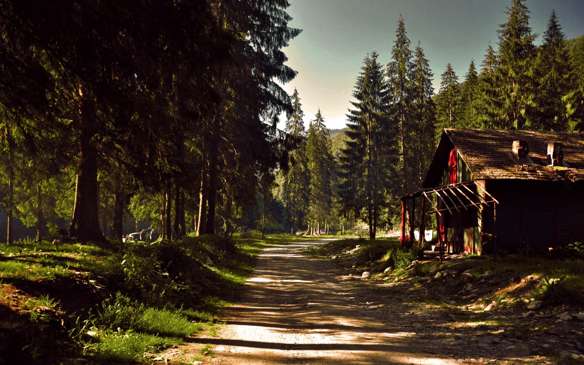 wald holz holz landschaft straße natur im freien reisen licht