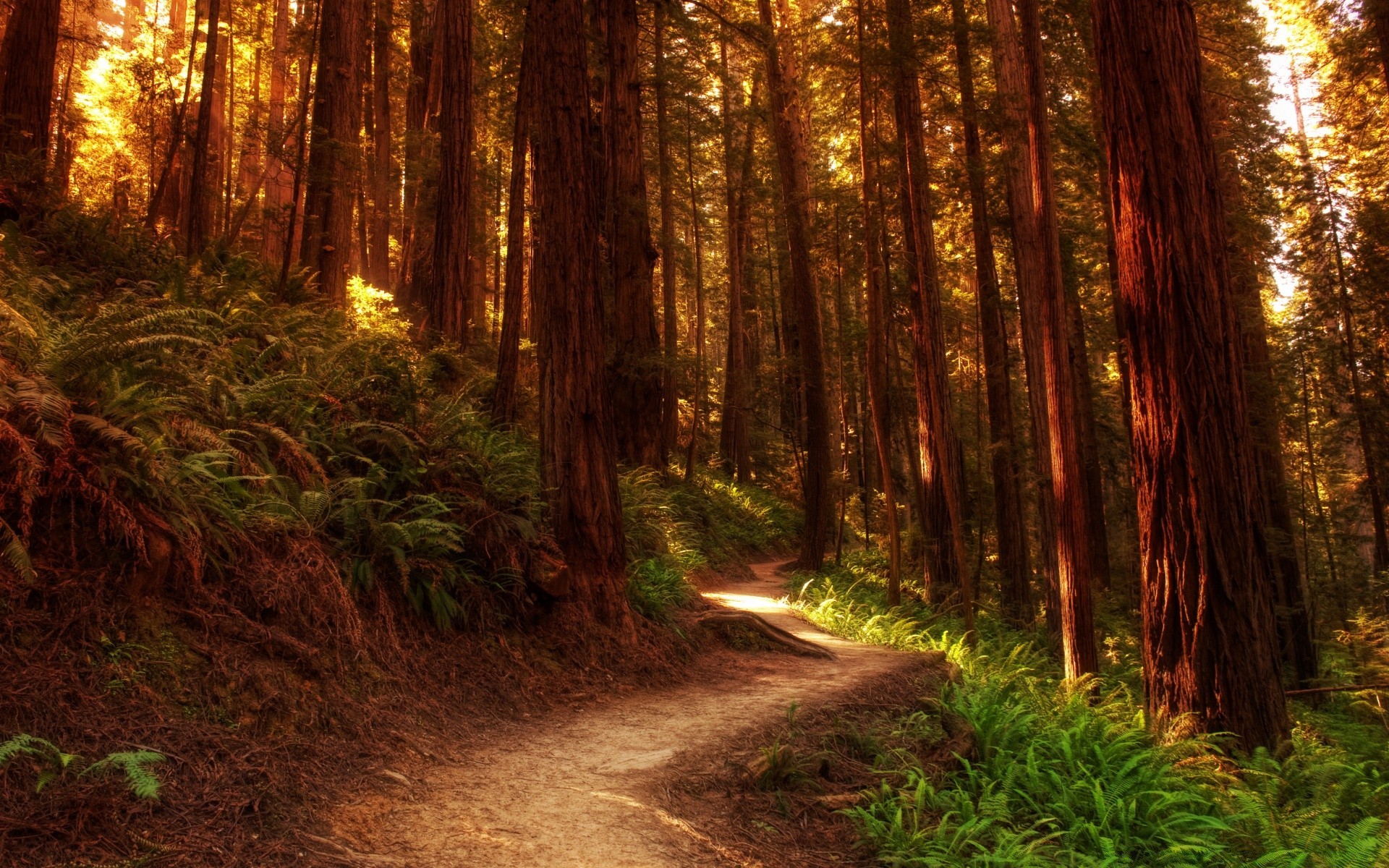 floresta madeira paisagem árvore natureza luz parque amanhecer guia estrada folha bom tempo ao ar livre outono ambiente sol trilha cênica névoa ao ar livre