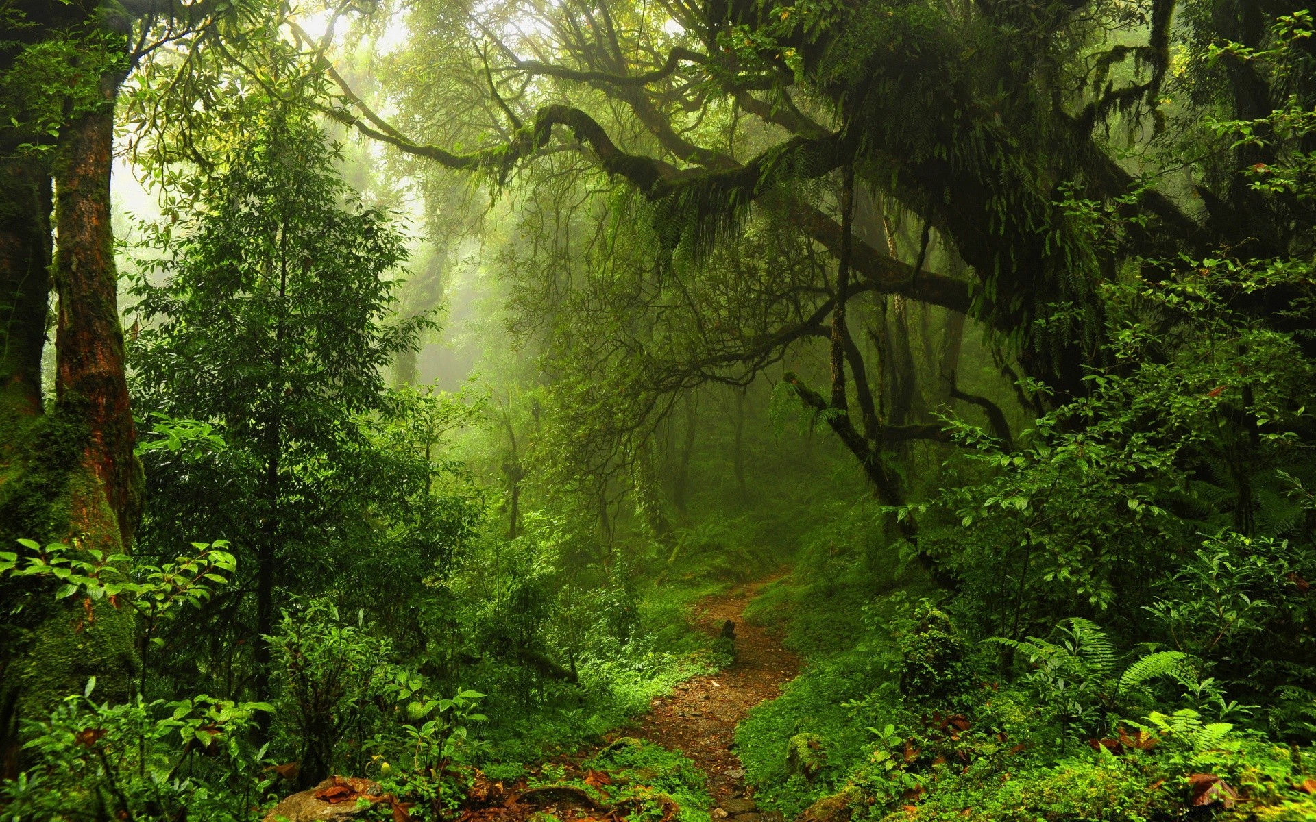 forest wood leaf tree nature landscape lush park environment outdoors rainforest scenic mist moss fall flora summer dawn fern fair weather