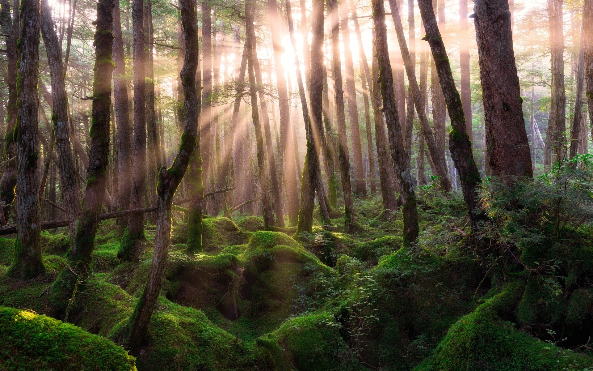 bosque madera árbol paisaje naturaleza musgo parque hoja medio ambiente amanecer niebla selva tropical otoño exuberante escénico al aire libre luz niebla salvaje luz del día