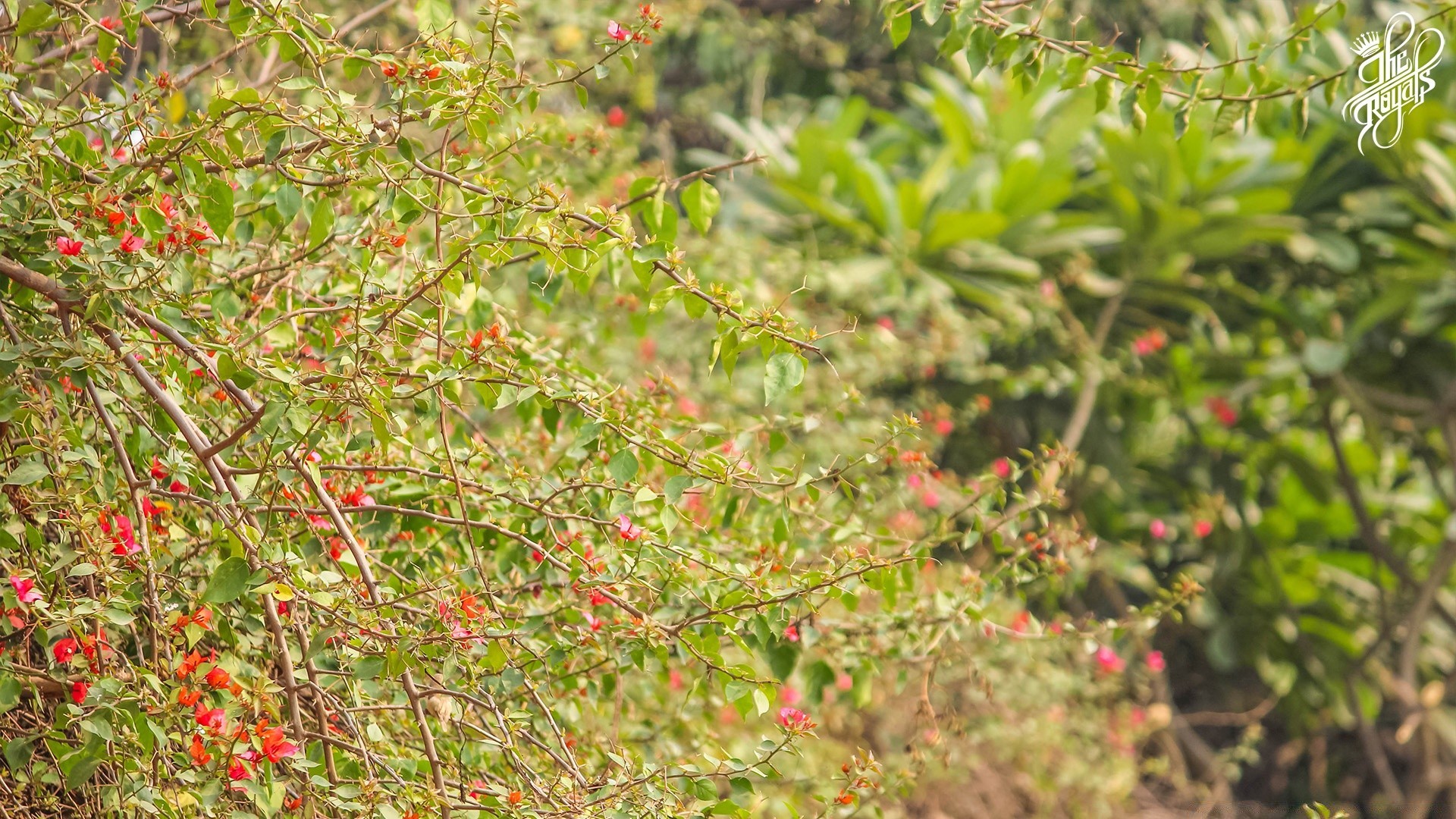 fiori natura albero flora foglia giardino arbusto fiore stagione ramo estate colore crescita close-up selvaggio ambiente soleggiato all aperto luminoso vivido parco