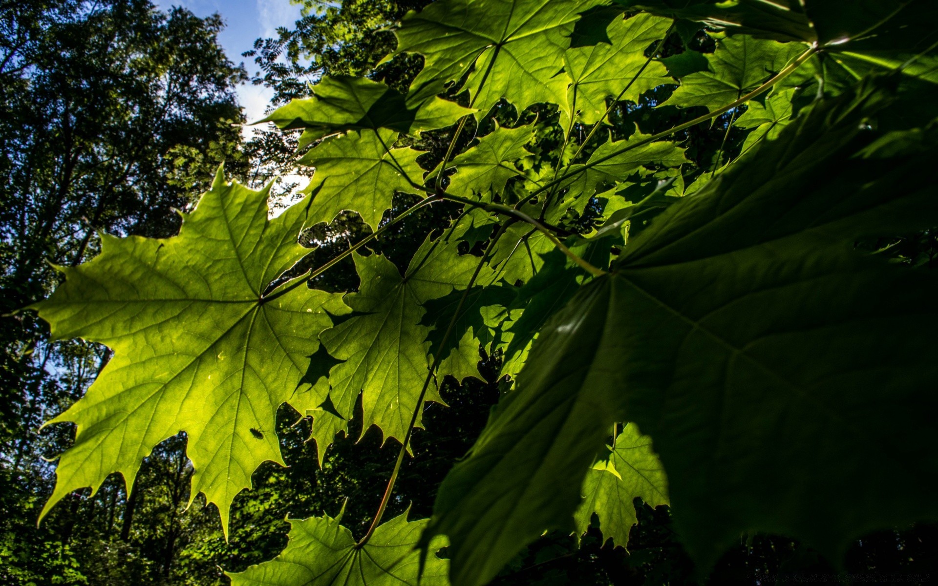 foresta foglia natura crescita flora luminoso lussureggiante all aperto ambiente albero bel tempo autunno illuminato desktop estate luce sole stagione colore luminoso